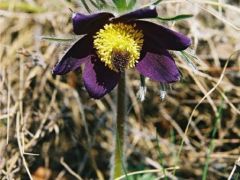 Hegyi kökörcsin 2.