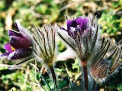 Hegyi kökörcsin 3.