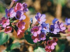 Pettyegetett tüdőfű