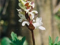 Odvas keltike, fehér