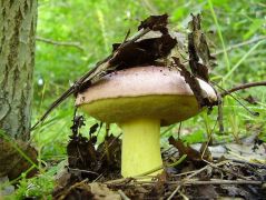 Válogatás gombafotóimból