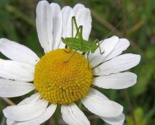 Szöcske (ugorjak, ne ugorjak?...)