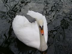 Miskolc-Tapolcán 2004.december 22-én