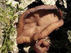 Gyromitra parma minden mennyiségben