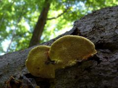 Egyszínű egyrétűtapló, a másik érdekes lelet