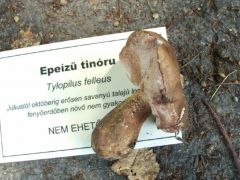 Közben határozzák a gyűjtött fajokat