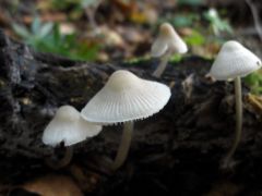 Rózsáslemezű kígyógomba
