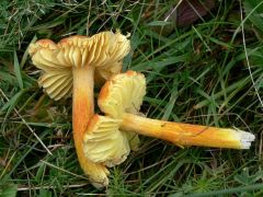 Sáfránysárga nedűgomba
