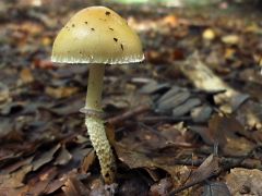 Pikkelyes harmatgomba