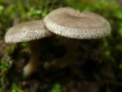 Entoloma lanicum, nemezes köldökösgomba