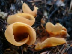 Otidea alutacea, bőrsárga fülesgomba