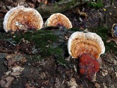 Fomitopsis pinicola - szegett tapló