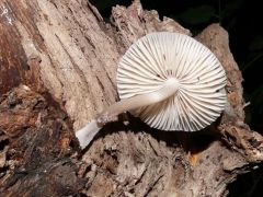 Mycena galericulata - rózsáslemezű kígyógomba