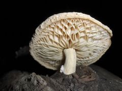 Rhodotus palmatus - tönkös kacskagomba