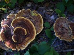 Fenyő-likacsosgomba, Phaeolus schweinitzii
