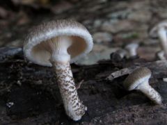 Növekvő nyár-fagombák