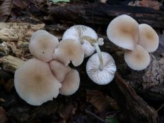 Pluteus plautus, talán...