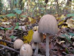 Tintagombák - készlődünk hazafelé