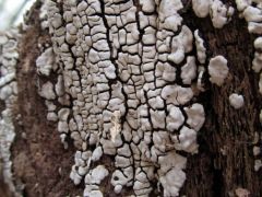 Összenőtt réteggomba, Xylobolus frustulatus