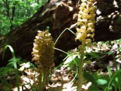 Madárfészek orchidea (védett)