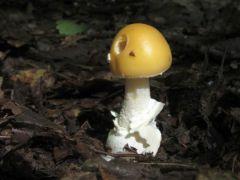 A sárga galóca (Amanita gemmata) jegyében