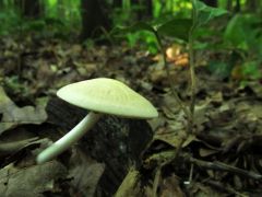 Nyálkás gyökeresfülőke, Xerula radicata