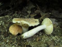 Ligeti csigagomba, Hygrophorus nemoreus