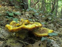 Fenyő likacsosgomba, Phaeolus schweinitzii