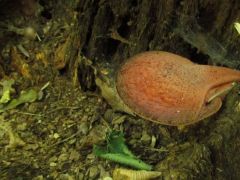 Miniatűr májgomba, Fistulina hepatica