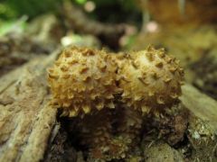 Tüskés tőkegomba, Pholiota squarrosa