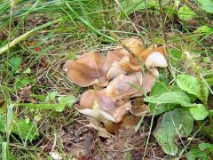 Lyophyllum decastes, csoportos álpereszke