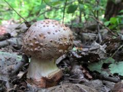A lebarnult piruló galóca