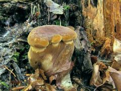 Tapinella atrotomentosa, bársonyostönkű cölöpgomba