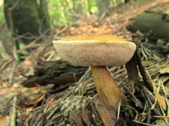 Tylopilus felleus, epeízű tinórú