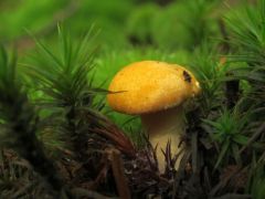 Cantharellus cibarius, sárga rókagomba csemete