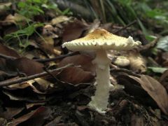 Lepiota clypeolaria, gyapjas őzlábgomba