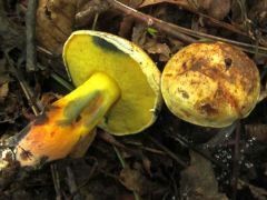 Boletus pulverulentus, ligeti tinórú