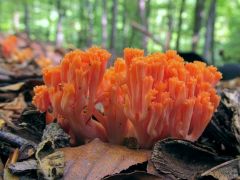 Ramaria subbotrytis, lazacszínű korallgomba