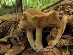 Lactarius fuliginosus, vörösödőhúsú tejelőgomba