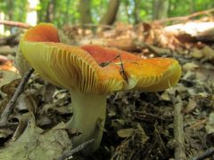 Russula aurea, aranyos galambgomba