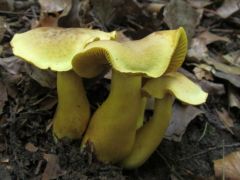Tricholoma sulphureum, büdös pereszke