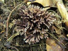 Thelephora anthocephala, virágos szemölcsösgomba