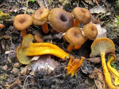 Cantharellus aurora, szagos rókagomba