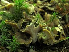 Pseudocraterellus undulatus, fodros trombitagomba