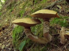 Suillus viscidus, szürke gyűrűstinórú