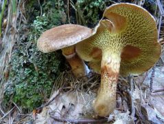 Suillus cavipes, csöves tinórú