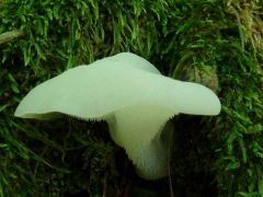 Pseudohydnum gelatinosum, kocsonyás álgereben