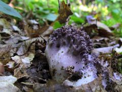 Ramaria fumigata, ibolyás korallgomba