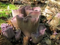 Gomphus clavatus, disznófülgomba (védett)