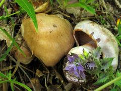 Cortinarius largus, ligeti pókhálósgomba